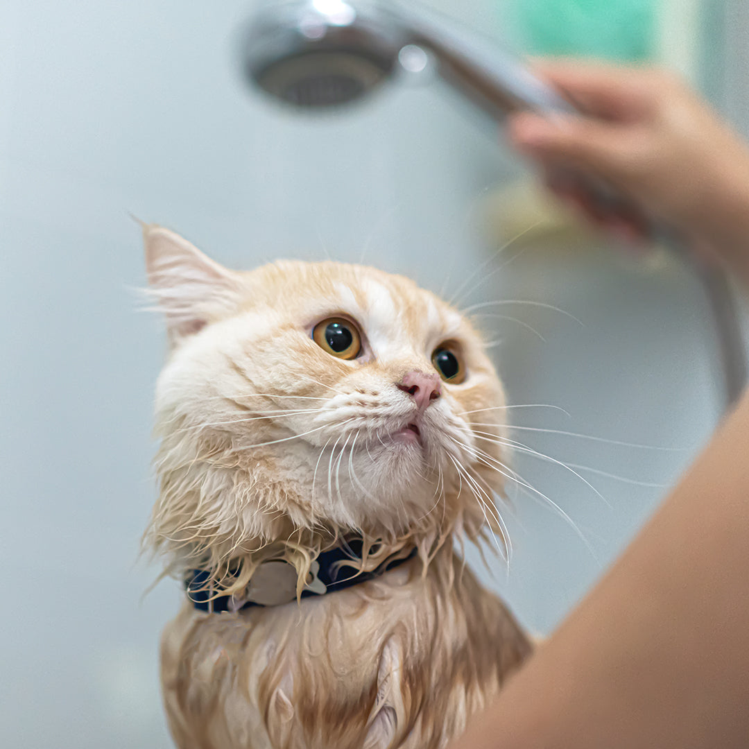 Medicated Bath & Blow Dry (Cat)
