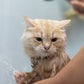 Medicated Bath & Blow Dry (Cat)