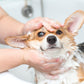 Wash & Wag Spa (Dog)