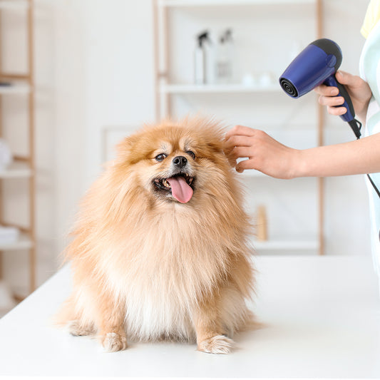 Medicated Bath & Blow Dry (Dog)