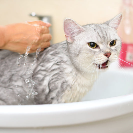Wash & Purr (Cat)