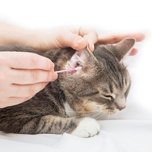 Ear Cleaning (Cat)