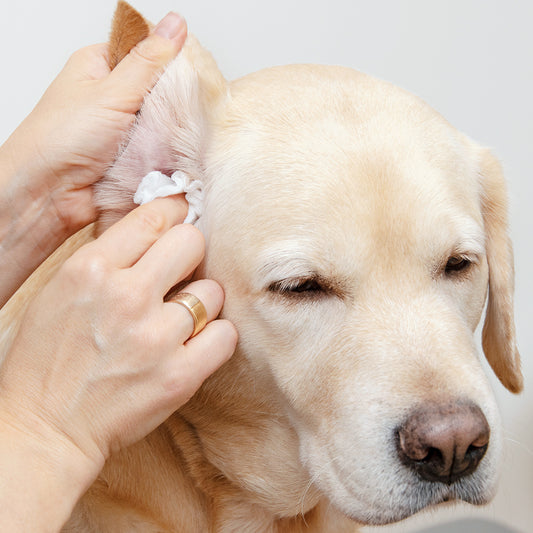 Ear Cleaning (Dog)