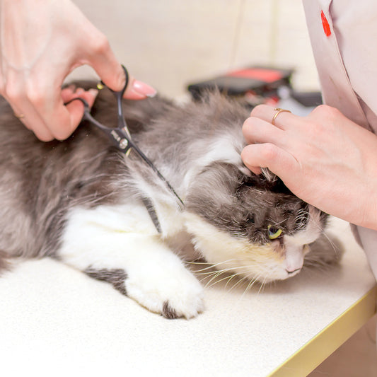 Fancy Haircut (Cat)