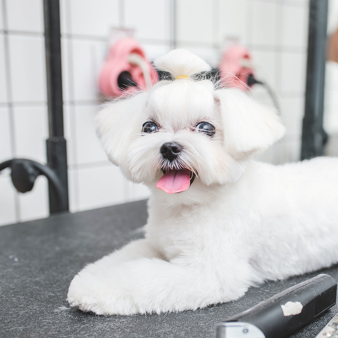Fancy Haircut (Dog)