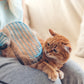 Dematting (Cat)