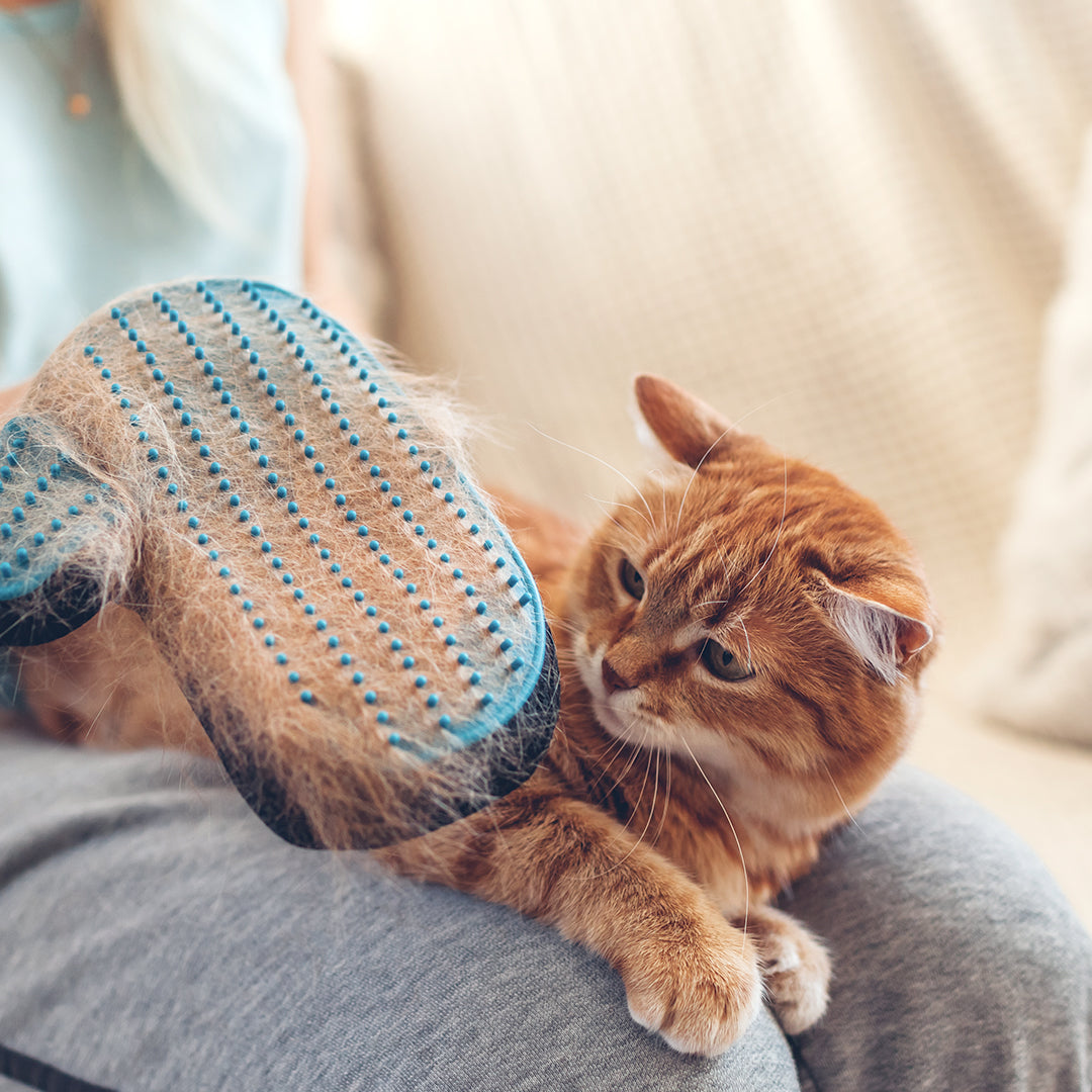 Dematting (Cat)