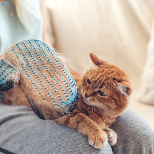 Dematting (Cat)
