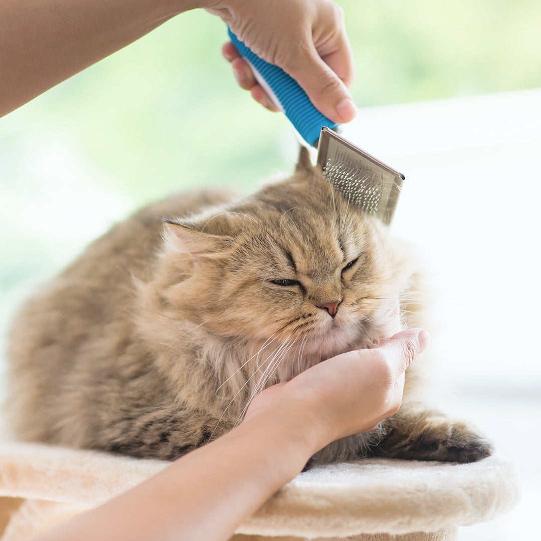 Deshedding (Cat)