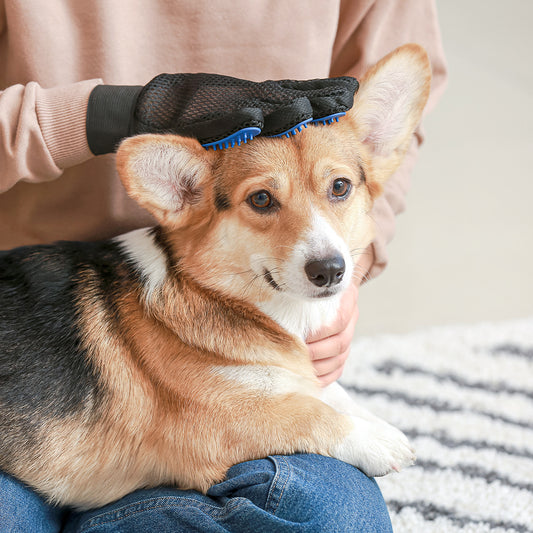 Hygiene Cut (Dog & Cat)