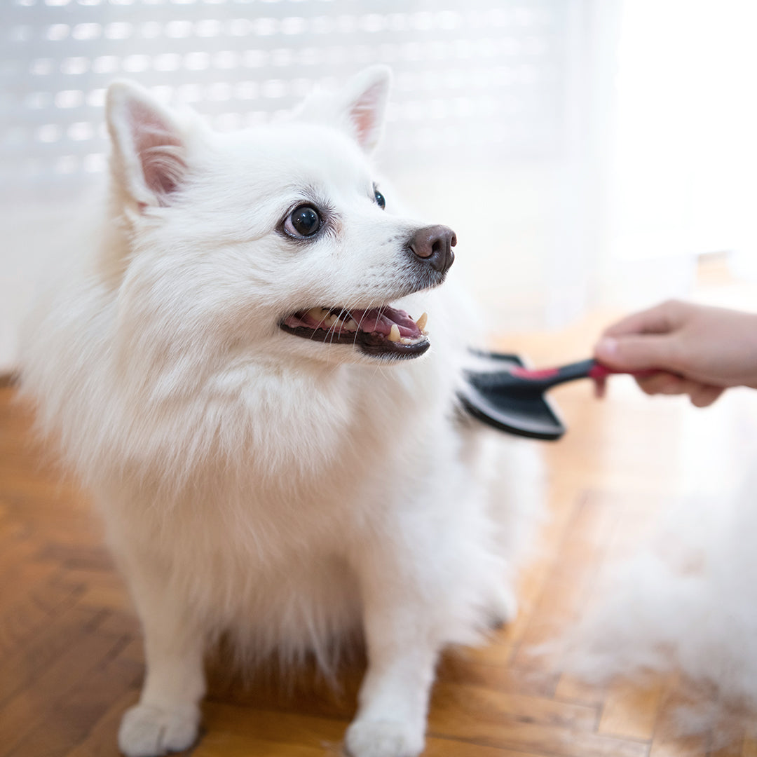 Dematting (Dog)