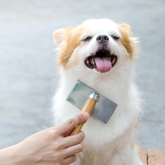 Deshedding (Dog)