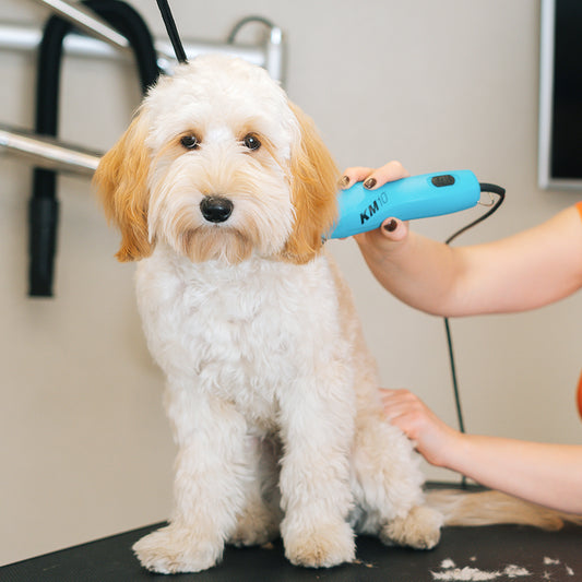 Hair Trimming (Dog)