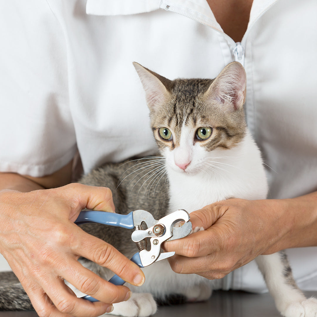 Nail Clipping / Grinding (Cat)