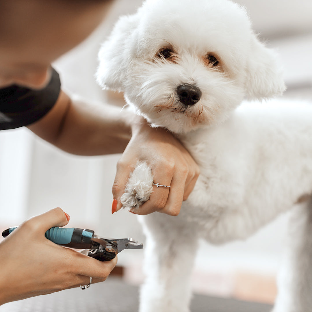 Nail Clipping / Grinding (Dog)
