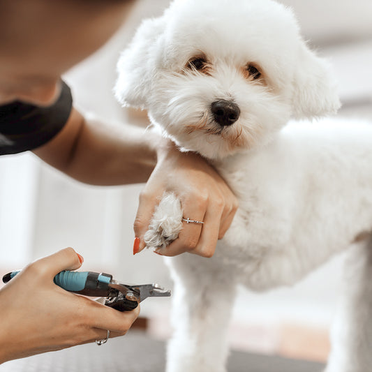 Nail Clipping / Grinding (Dog)
