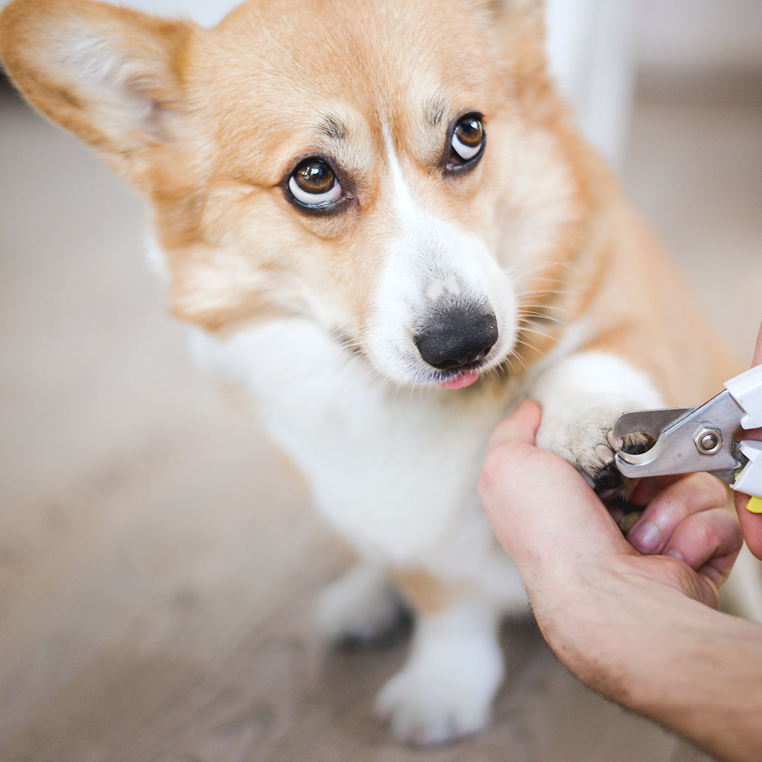 Nail Clipping / Grinding (Dog)