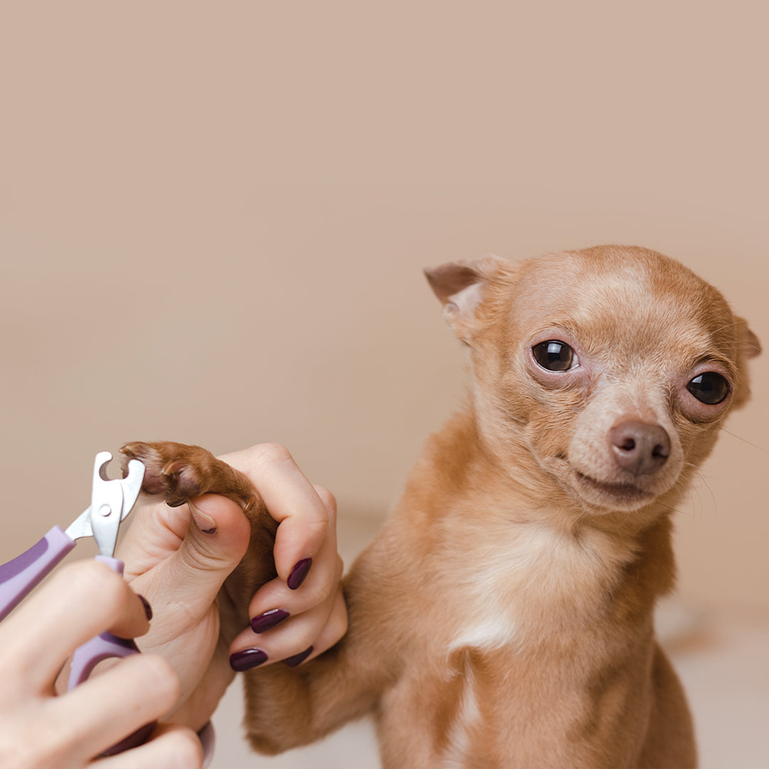 Nail Clipping / Grinding (Dog)