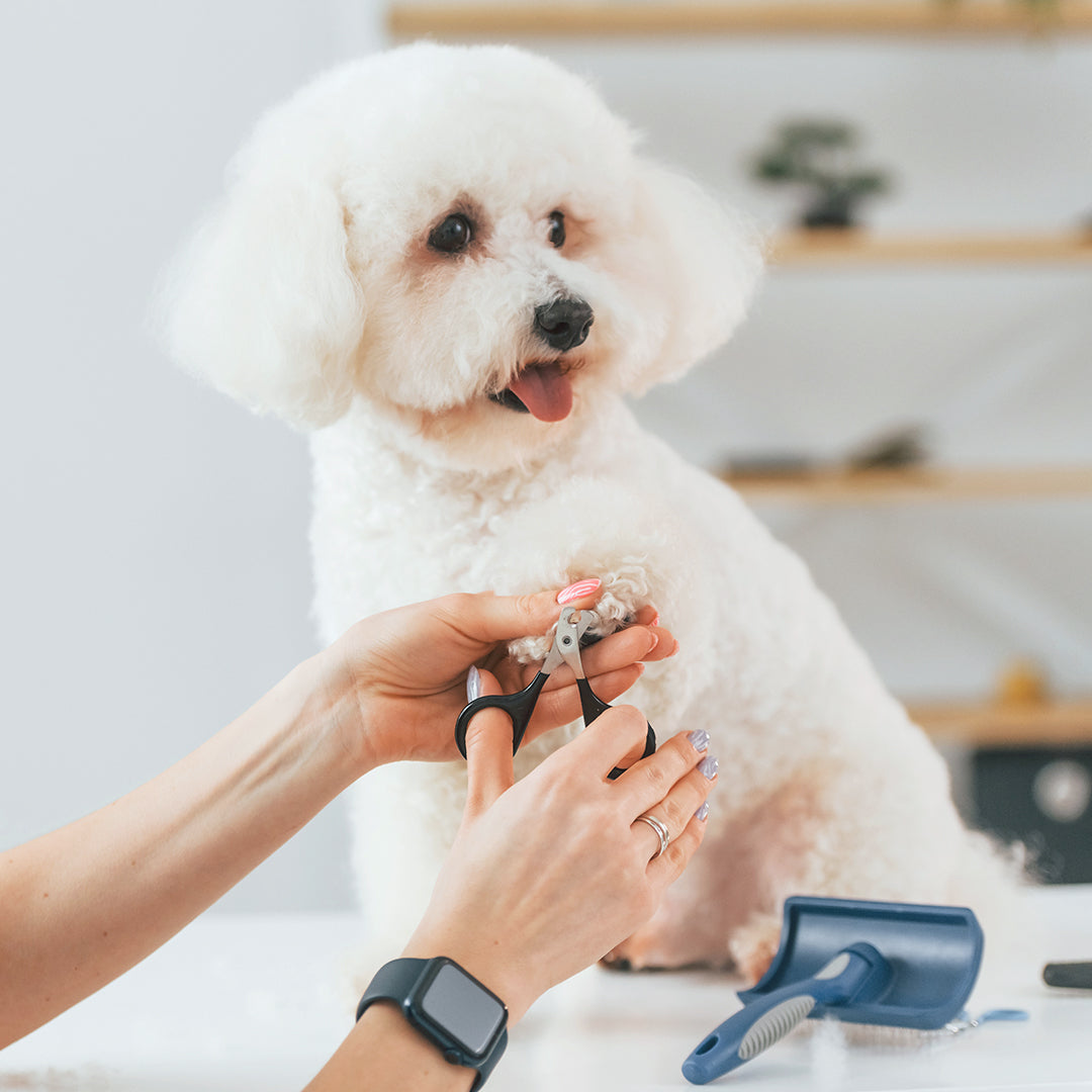 Nail Clipping / Grinding (Dog)