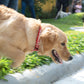 Pooch Fest