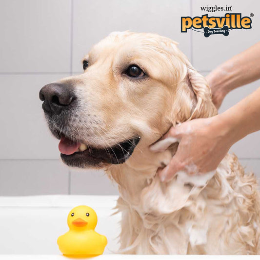 Posh Paws Bath (Dog)
