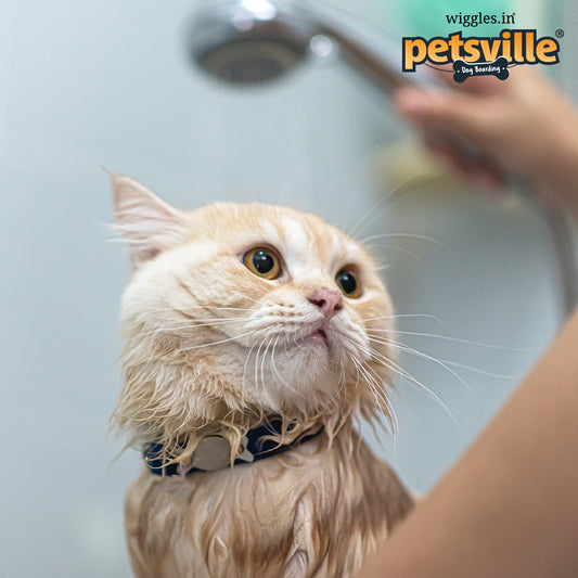 Posh Paws Bath (Cat)
