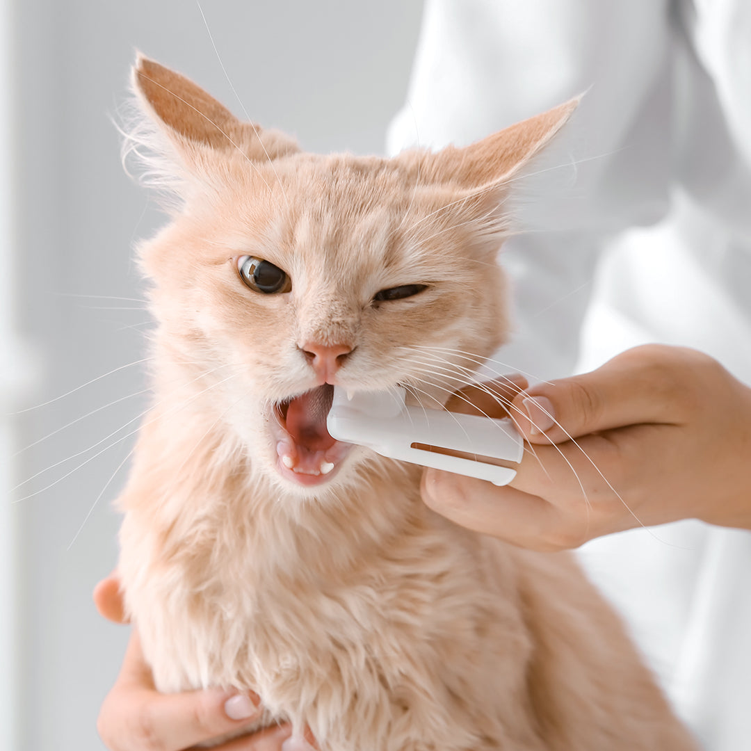 Teeth Brushing/Dental Spray (Cat)