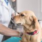 Vet On Call