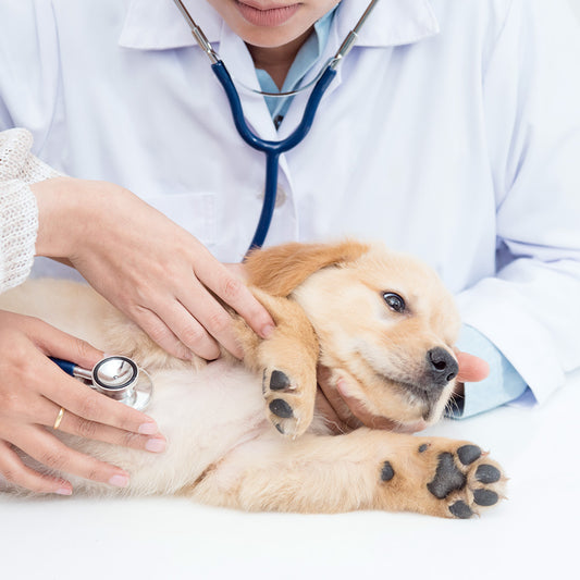 Vet On Call