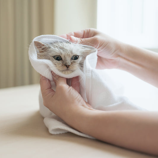 Waterless Bath (Kittens)